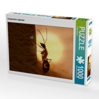 Game/Toy Camponotus nigriceps (Puzzle) Roland Störmer