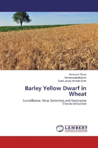Libro Barley Yellow Dwarf in Wheat Kalsoom Wazir