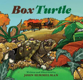 Książka Box Turtle John Himmelman