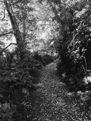 Könyv Robert Adams: An Old Forest Road Thomas Zander