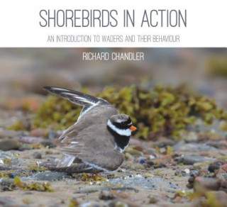 Книга Shorebirds in Action Richard Chandler