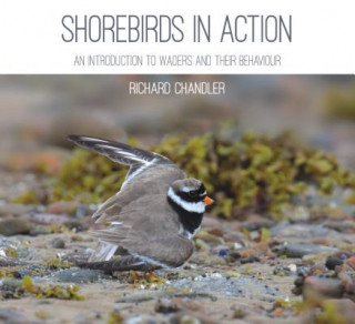 Carte Shorebirds in Action Richard Chandler