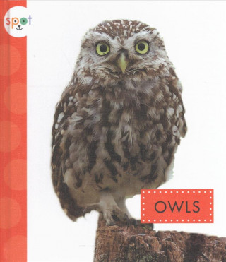 Kniha Owls Wendy Strobel Dieker