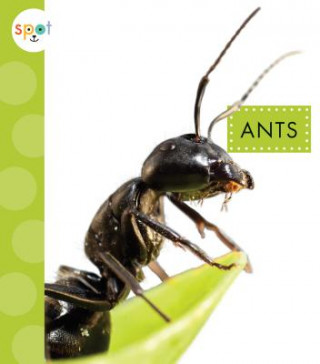 Carte Ants Nessa Black