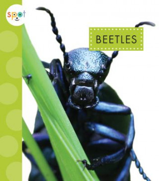 Kniha Beetles Nessa Black