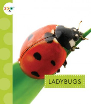 Book Ladybugs Nessa Black