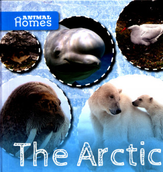 Carte Arctic Holly Duhig