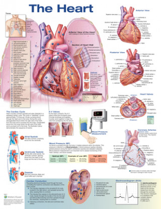 Tiskani izdelki Heart Anatomical Chart Anatomical Chart Company