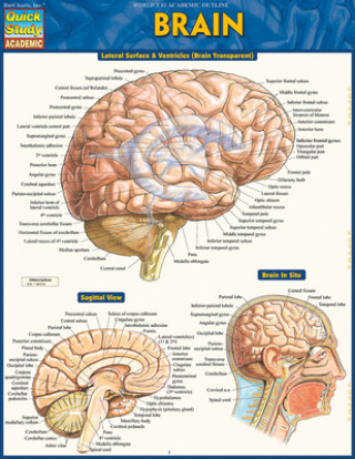 Könyv BRAIN Vincent Perez