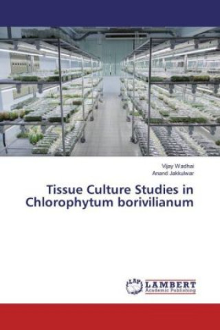 Libro Tissue Culture Studies in Chlorophytum borivilianum Vijay Wadhai