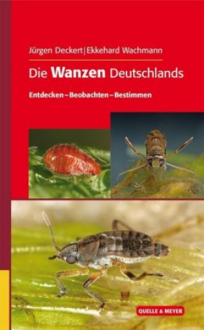 Kniha Die Wanzen Deutschlands Jürgen Deckert
