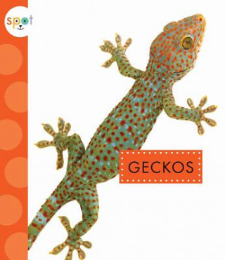 Buch Geckos Rachel Bach