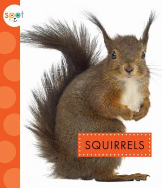 Książka Squirrels Wendy Strobel Dieker