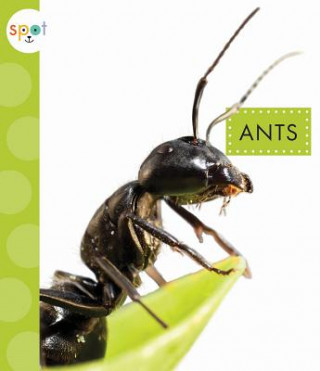 Könyv Ants Nessa Black