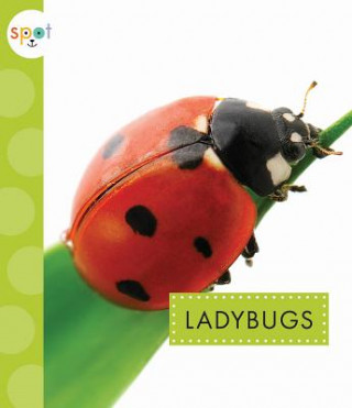 Kniha Ladybugs Nessa Black
