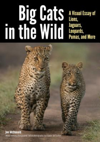 Carte Big Cats In The Wild Mary Ann McDonald