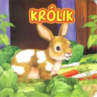 Book Królik Campbell Katarzyna