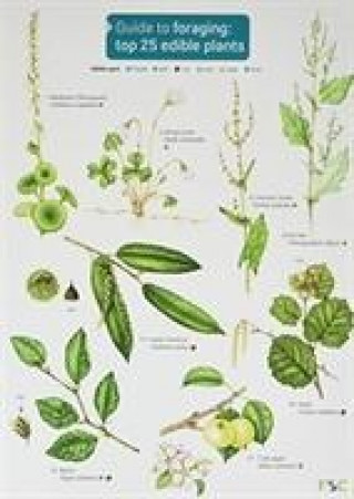 Книга Guide to Foraging: Top 25 Edible Plants Clare Cremona