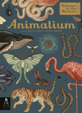 Książka Animalium Jenny Broom