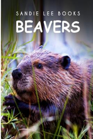 Kniha Beavers - Sandie Lee Books Curious Kids Press