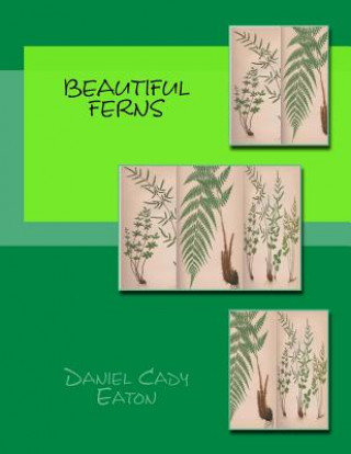 Carte Beautiful Ferns Daniel Cady Eaton