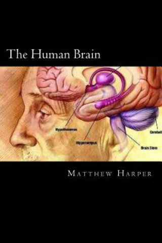Kniha The Human Brain: A Fascinating Book Containing Human Brain Facts, Trivia, Images & Memory Recall Quiz: Suitable for Adults & Children Matthew Harper