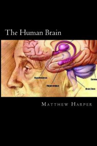 Knjiga The Human Brain: A Fascinating Book Containing Human Brain Facts, Trivia, Images & Memory Recall Quiz: Suitable for Adults & Children Matthew Harper