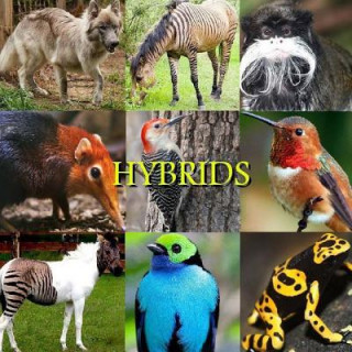 Buch Hybrids Naira R Matevosyan
