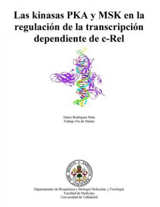 Kniha Las Kinasas Pka Y Msk En La Regulación de la Transcripción Dependiente de C-Rel Mario Rodriguez Pena