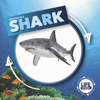 Carte Shark Holly Duhig