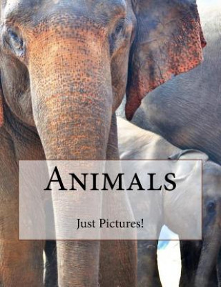 Knjiga Animals Just Pictures!