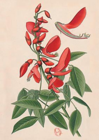 Knjiga Carnet Ligné Erythrine, Dessin 19e Si?cle Desire Bois