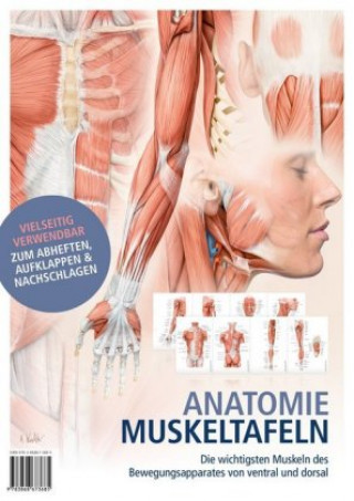 Materiale tipărite Anatomie-Muskeltafeln 
