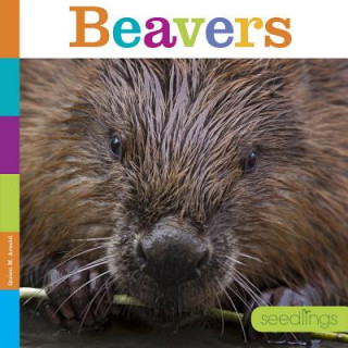 Livre Beavers Quinn M. Arnold