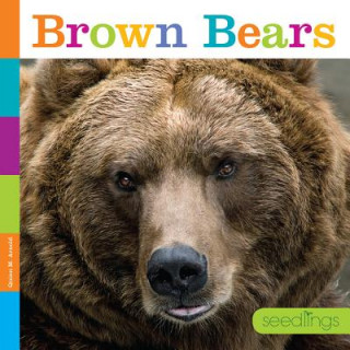 Książka Brown Bears Quinn M. Arnold