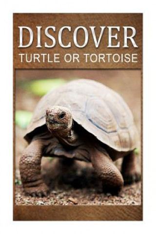 Book Turtle Or Tortoise - Discover: Early reader's wildlife photography book Discover Press