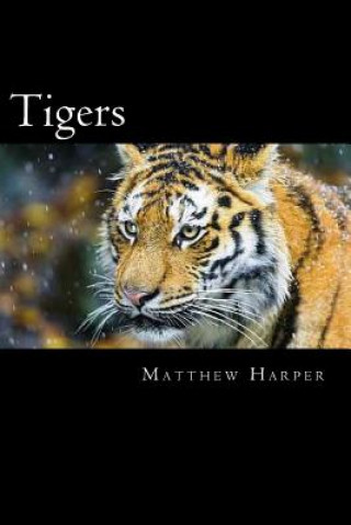 Książka Tigers: A Fascinating Book Containing Tiger Facts, Trivia, Images & Memory Recall Quiz: Suitable for Adults & Children Matthew Harper