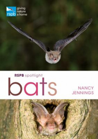Kniha RSPB Spotlight Bats JENNINGS NANCY