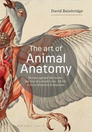 Kniha Art of Animal Anatomy BAINBRIDGE DAVID