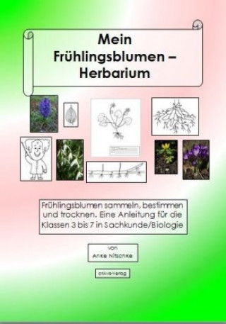 Könyv Mein Frühlingsblumen-Herbarium Anke Nitschke