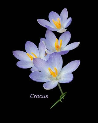 Boek Crocus R M Palmer