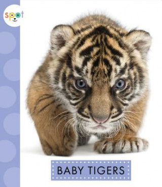 Carte Baby Tigers K C Kelley