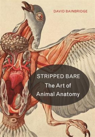 Könyv Stripped Bare David Bainbridge