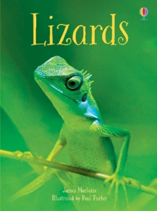 Könyv Lizards James Maclaine