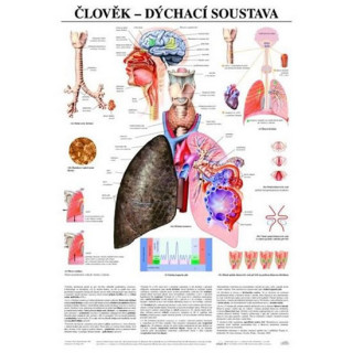 Könyv Plakát - Člověk - dýchací soustava 