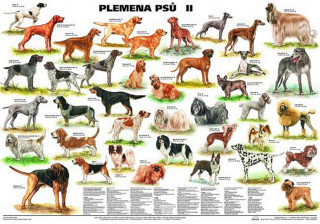 Printed items Plakát - Plemena psů II 