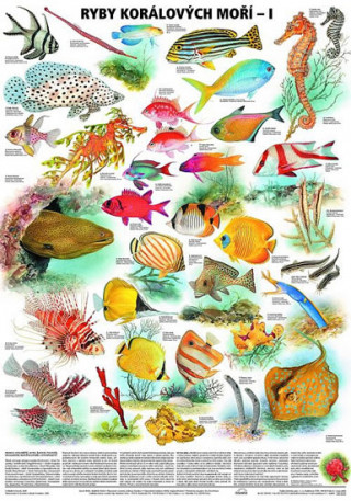 Книга Plakát - Ryby korálových moří 1. díl 