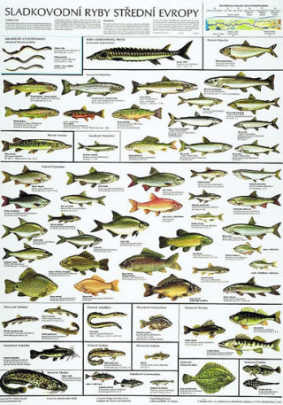 Nyomtatványok Plakát - Sladkovodní ryby střední Evropy 