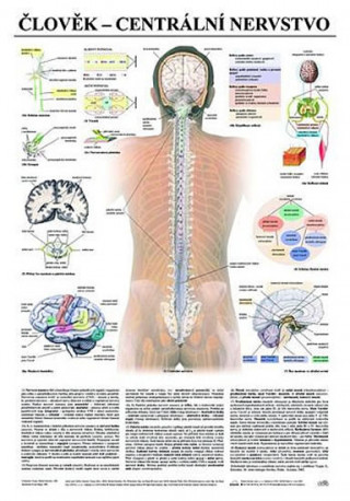 Kniha Plakát - Člověk - centrální nervstvo 