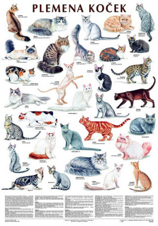 Carte Plakát - Plemena koček 